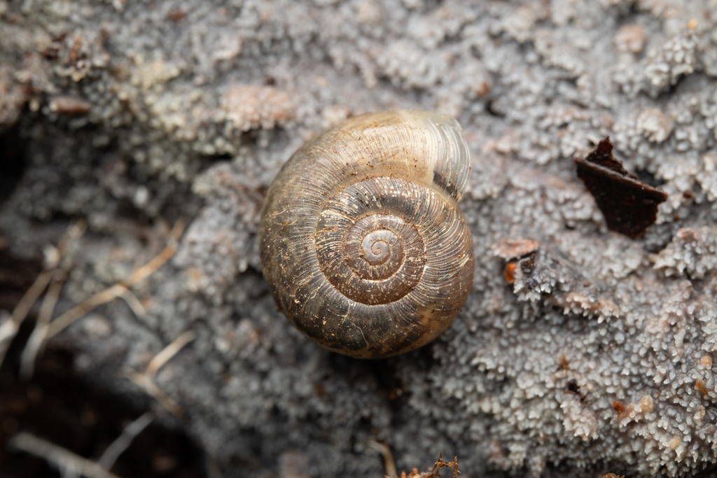 Ancotrema voyanum (Hooded Lancetooth), California species
