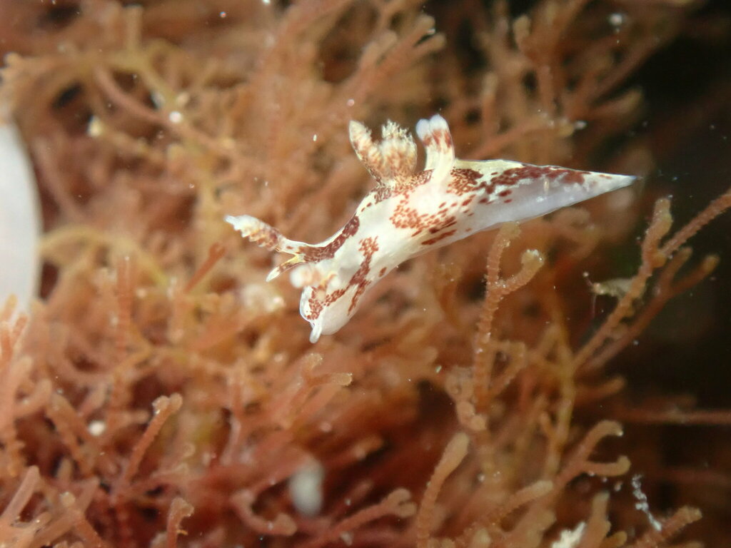 Ancula lentiginosa (Freckled Ancula), California species