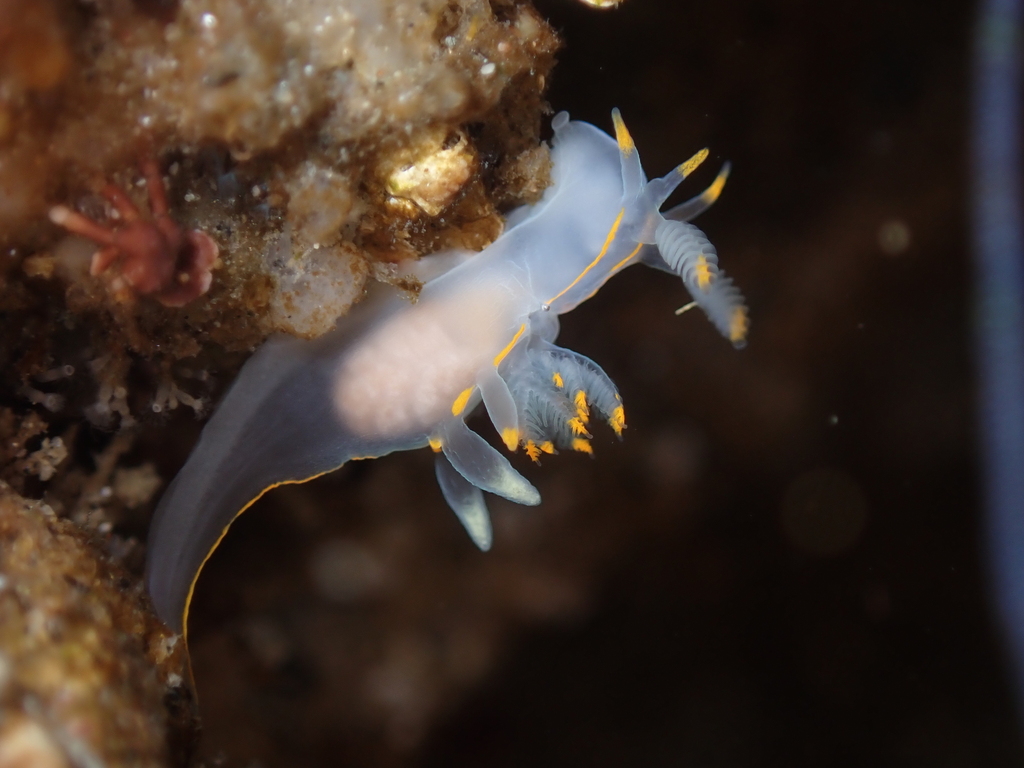 Ancula pacifica, California species