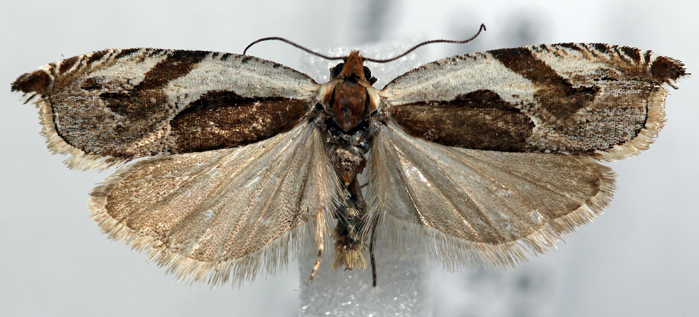 Ancylis columbiana, California species
