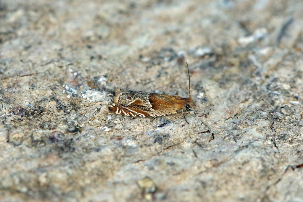Ancylis comptana (Strawberry Leafroller Moth), California species