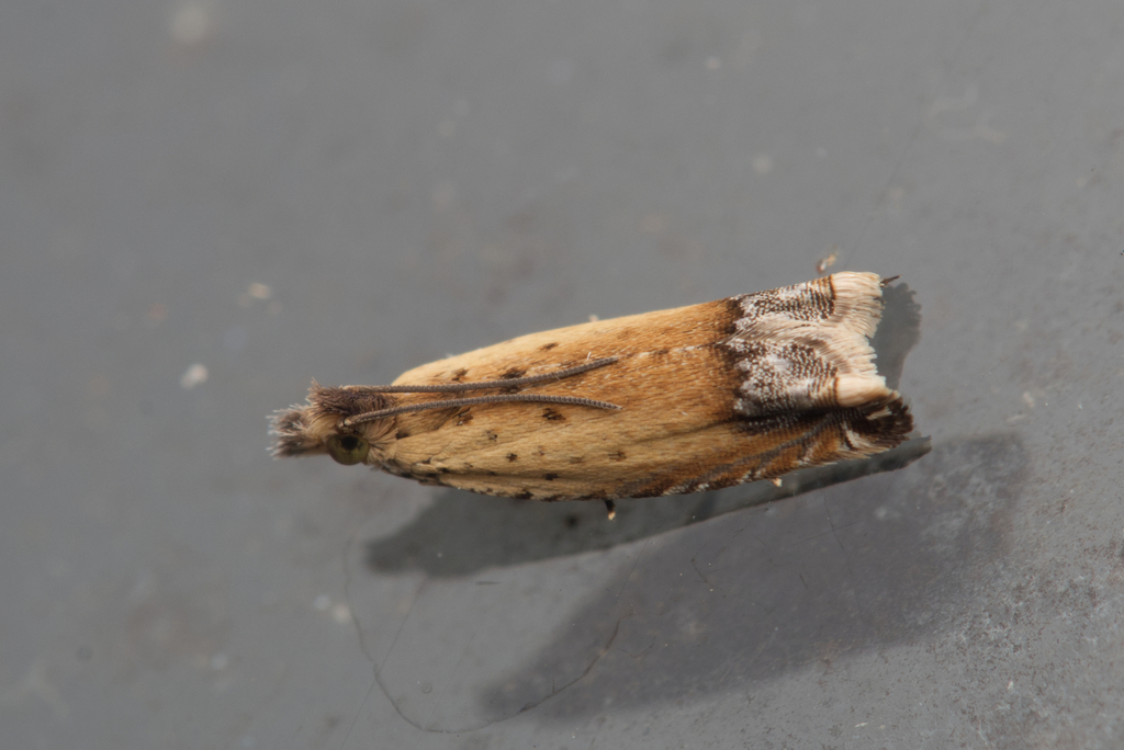 Ancylis simuloides, California species