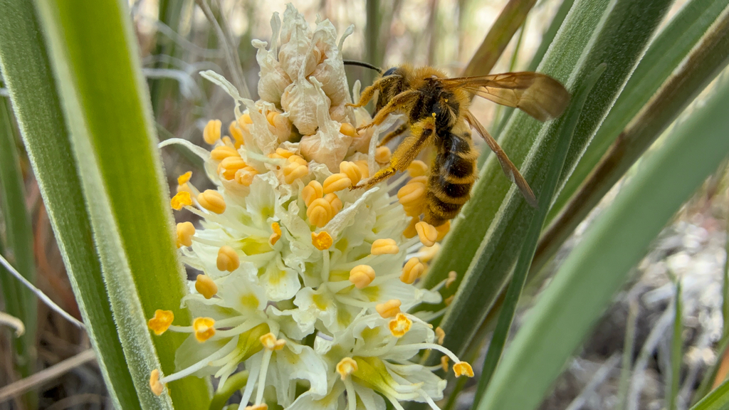 Andrena aculeata (Mining bees), California species