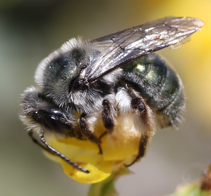 Andrena cerasifolii (Cherry Plum Mining Bee), California species