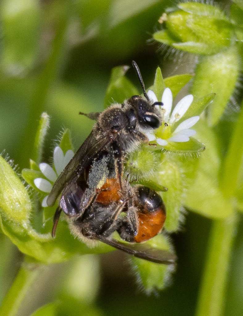 Andrena labiata (Red-girdled Mining Bee), California species