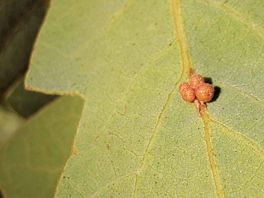 Andricus brunneus (Clustered Gall Wasp), California species
