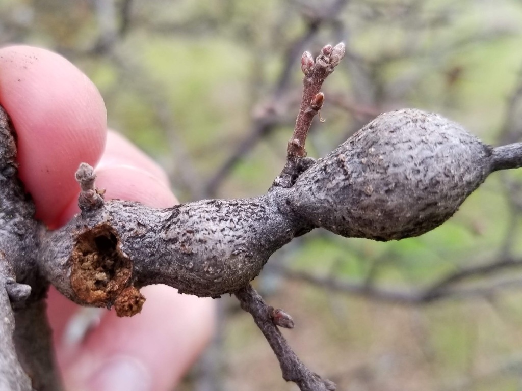 Andricus chrysolepidicola (Irregular Spindle Gall Wasp), California species