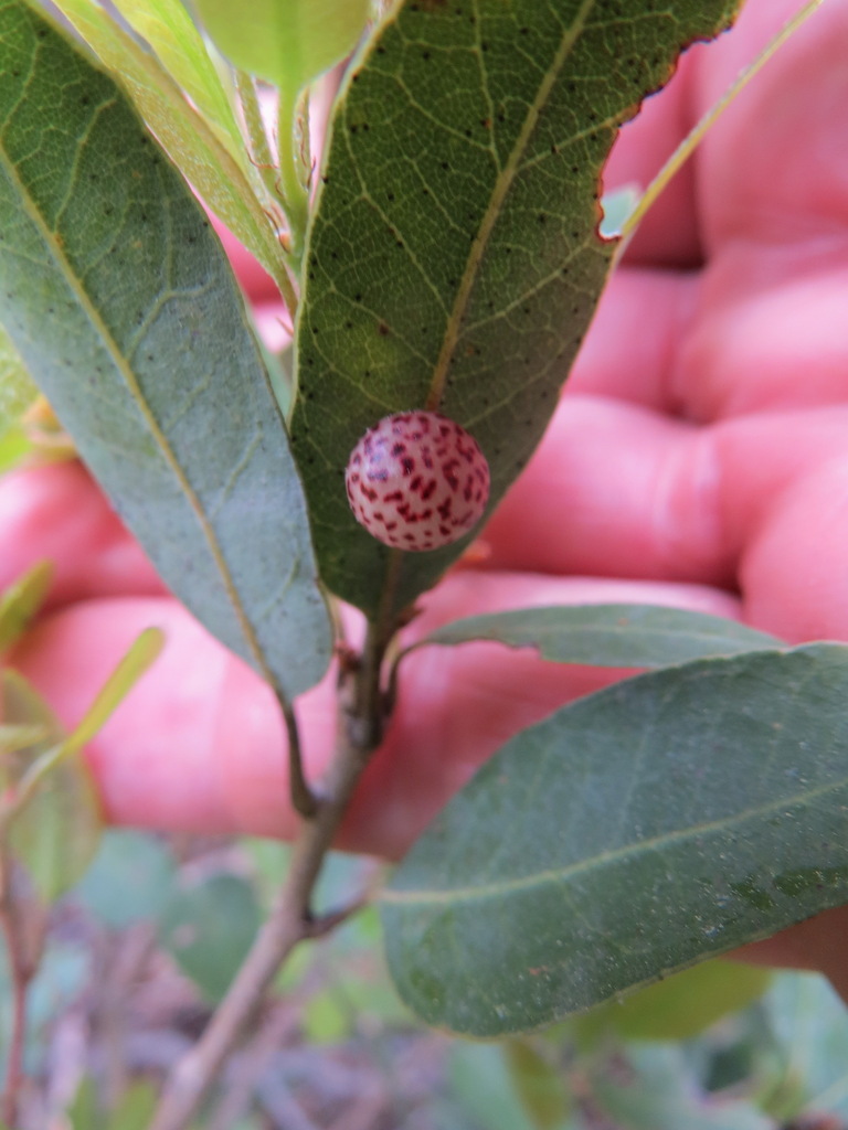 Andricus coquilletti (Little Oak Apple Gall Wasp), California species