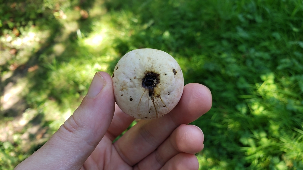 Andricus quercuscalifornicus (California Gall Wasp), California species