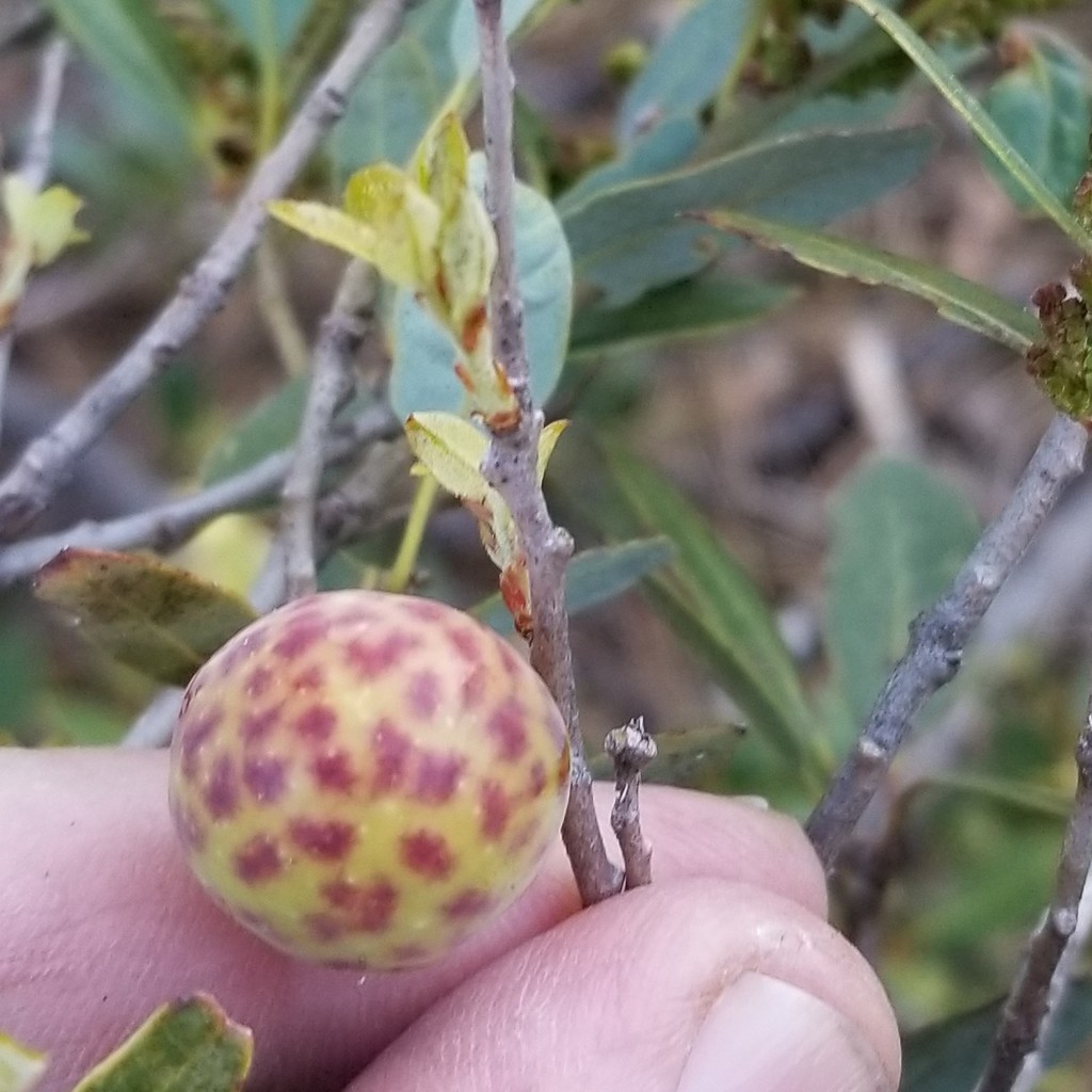 Andricus vacciniifoliae (Golden Oak Apple Gall Wasp), California species