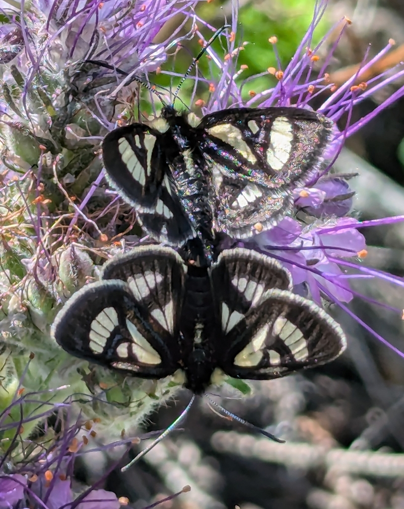 Androloma maccullochii, California species