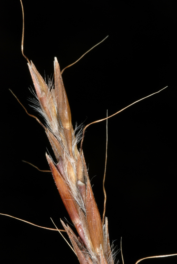 Andropogon virginicus var. virginicus (Broomsedge bluestem), non-native California grass