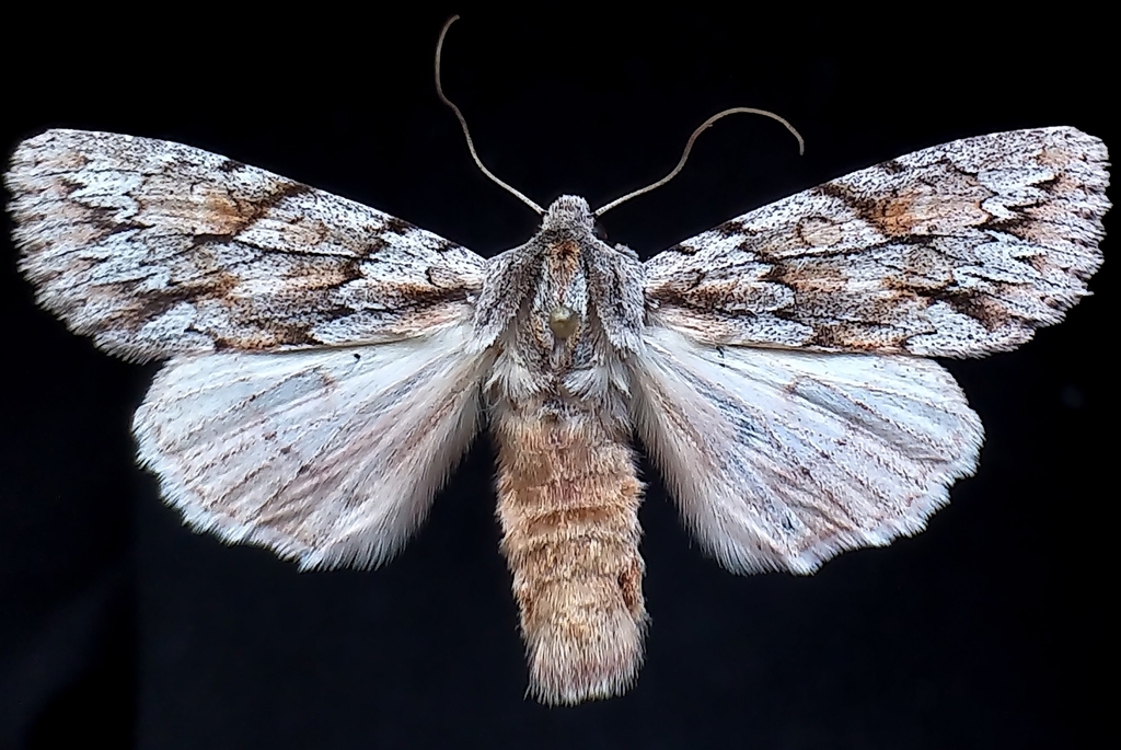 Andropolia theodori, California species