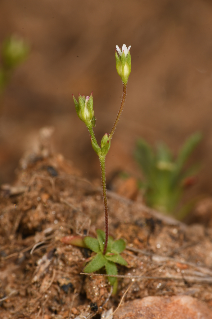 Androsace elongata subsp. acuta (California androsace), native California herb