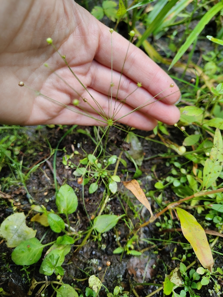 Androsace filiformis (Slender-stemmed androsace), native California herb