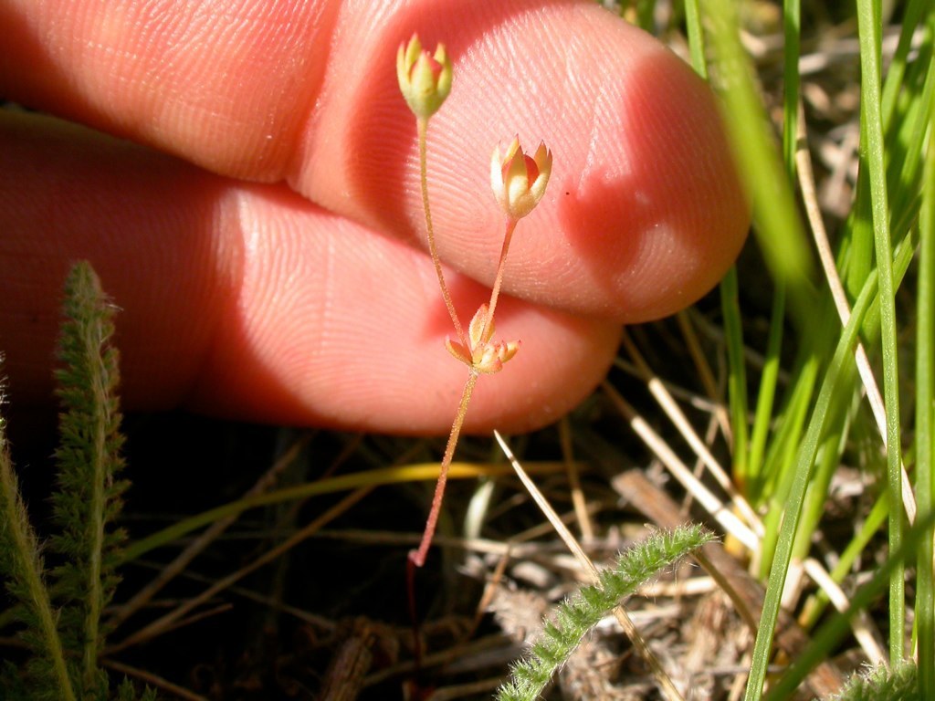 Androsace occidentalis (Western rock-jasmine), native California herb