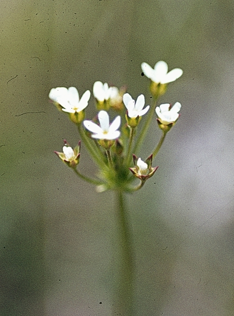 Androsace septentrionalis (Pygmy-flower rock-jasmine), native California herb