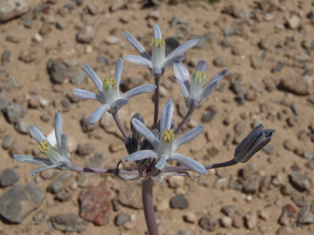 Androstephium breviflorum (Small-flowered androstephium), native California herb