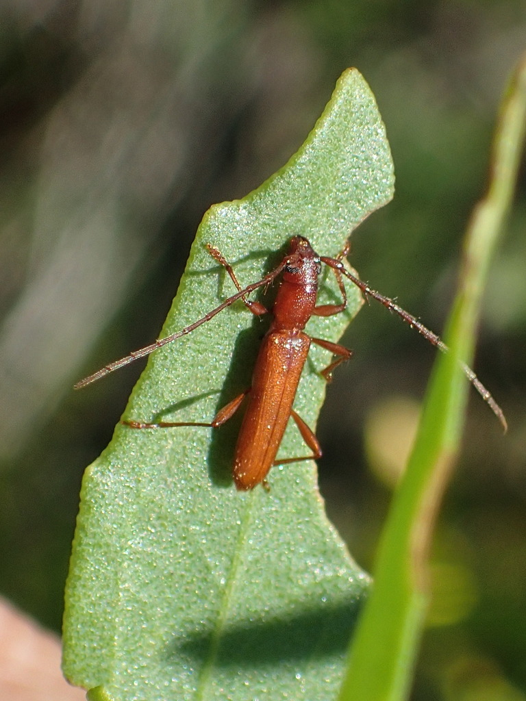 Aneflomorpha lineare, California species
