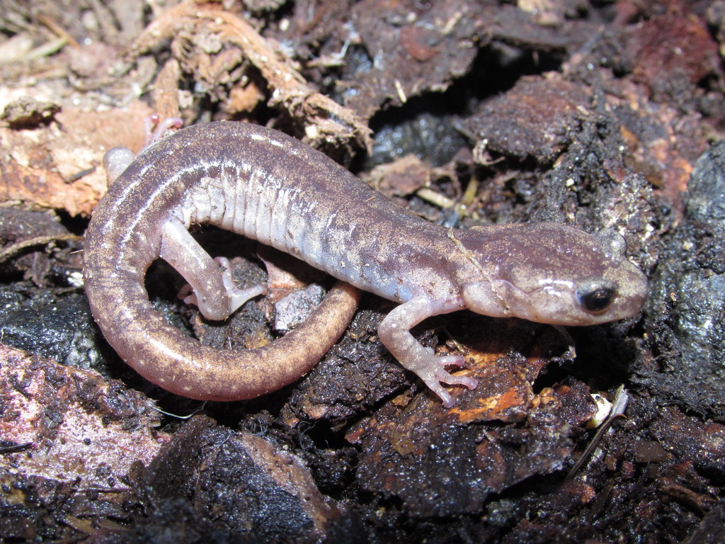 Aneides ferreus (Clouded Salamander), California species