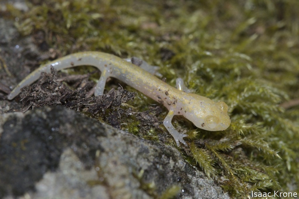 Aneides flavipunctatus (Speckled Black Salamander), California species