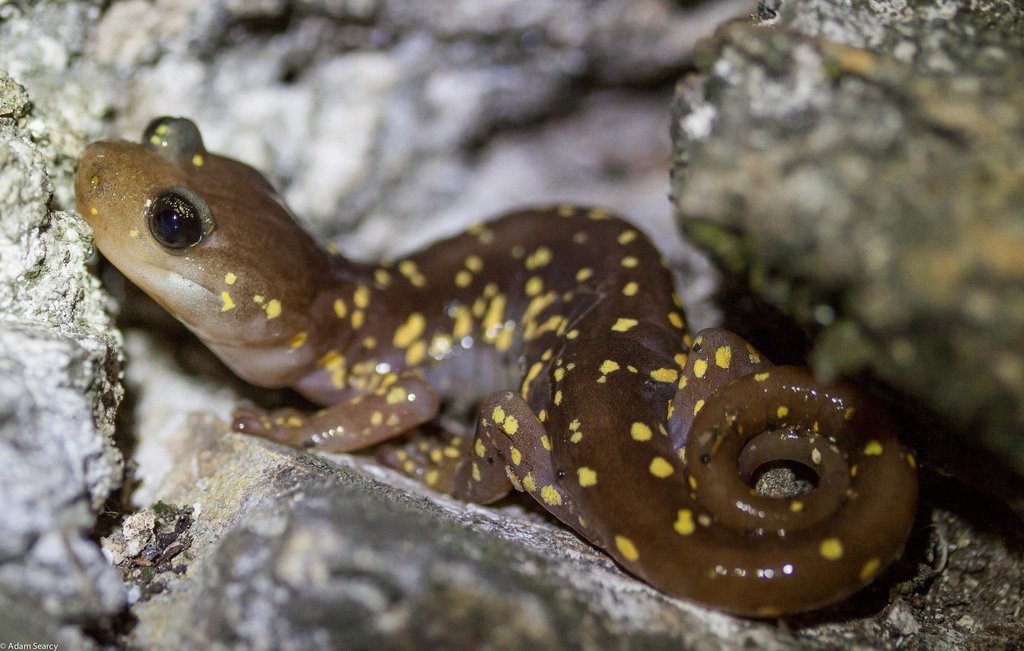 Aneides lugubris (Arboreal Salamander), California species
