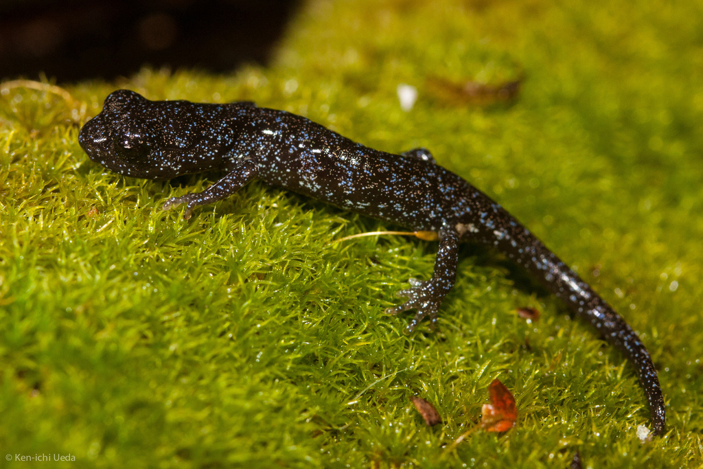 Aneides niger (Santa Cruz Black Salamander), California species