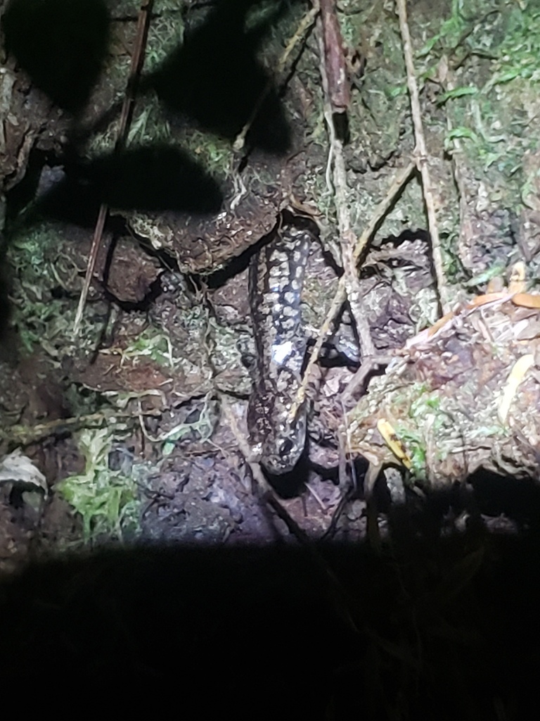 Aneides vagrans (Wandering Salamander), California species