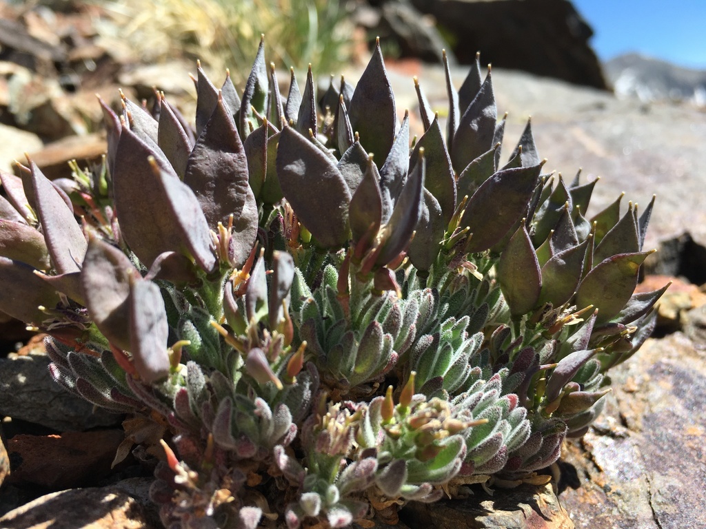 Anelsonia sp., non-native California annual