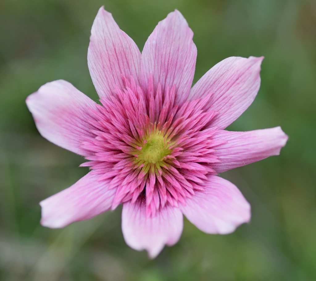 Anemone oregana var. oregana (Blue windflower), native California herb