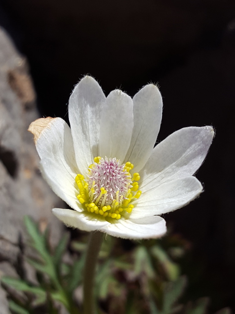 Anemone tuberosa (Tuber anemone), native California herb