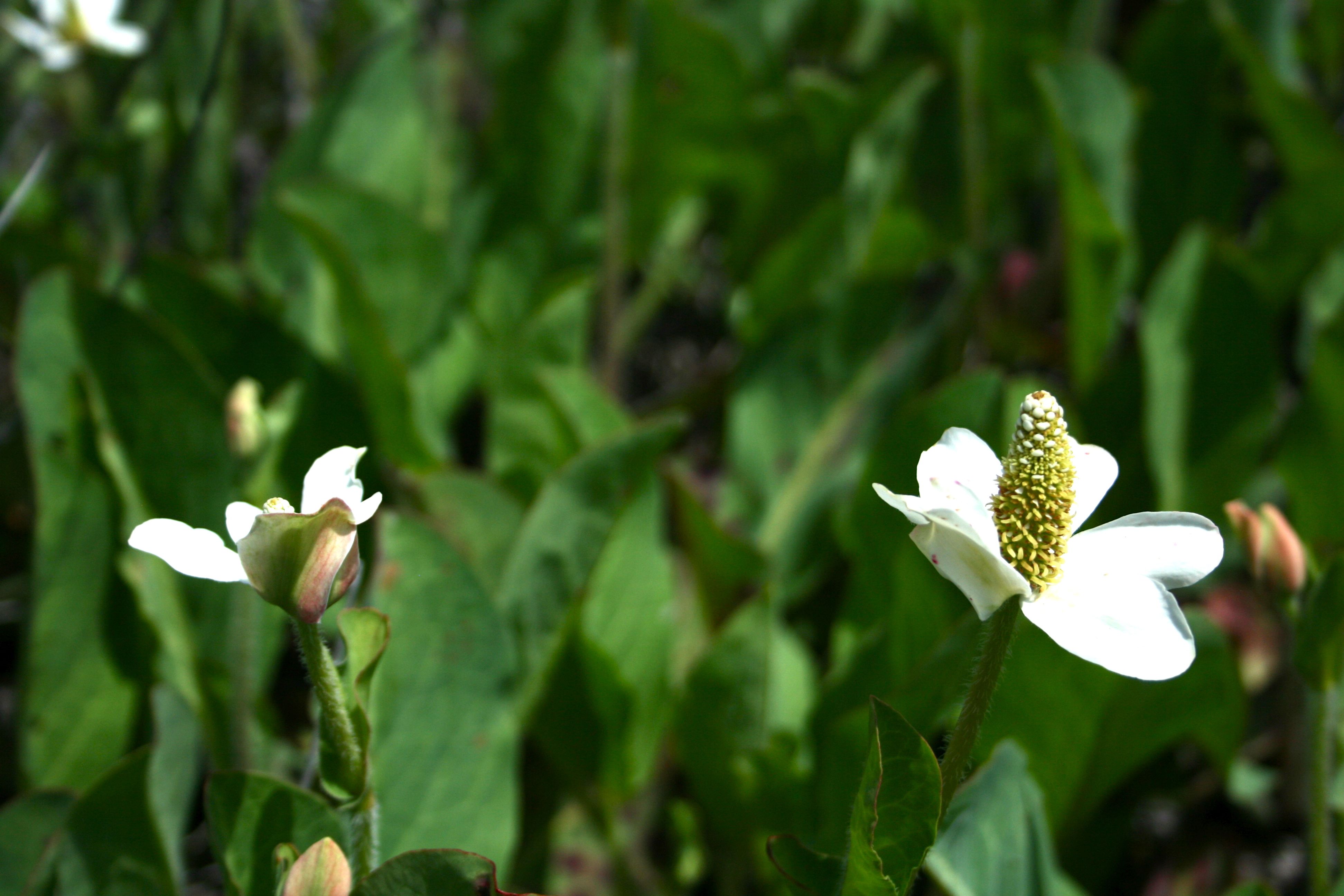 Anemopsis californica (Yerba mansa), native California herb