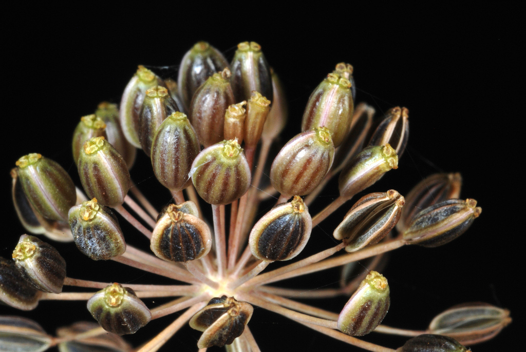 Anethum sp., non-native California perennial