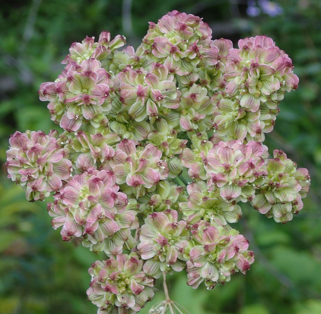 Angelica arguta (Angelica), native California herb