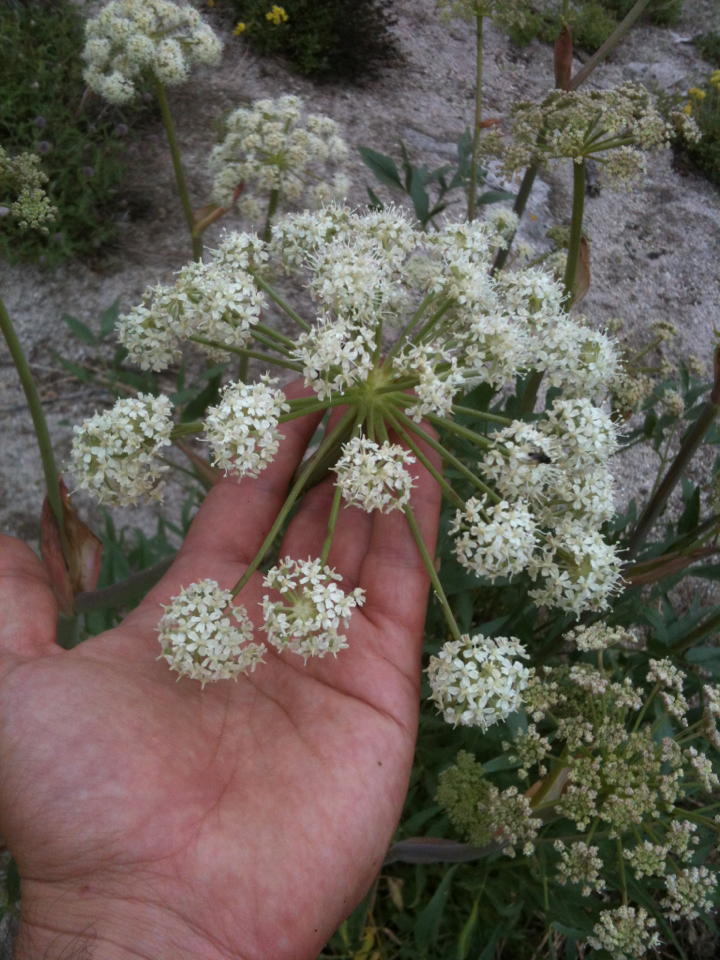 Angelica breweri (Brewer's angelica), native California herb