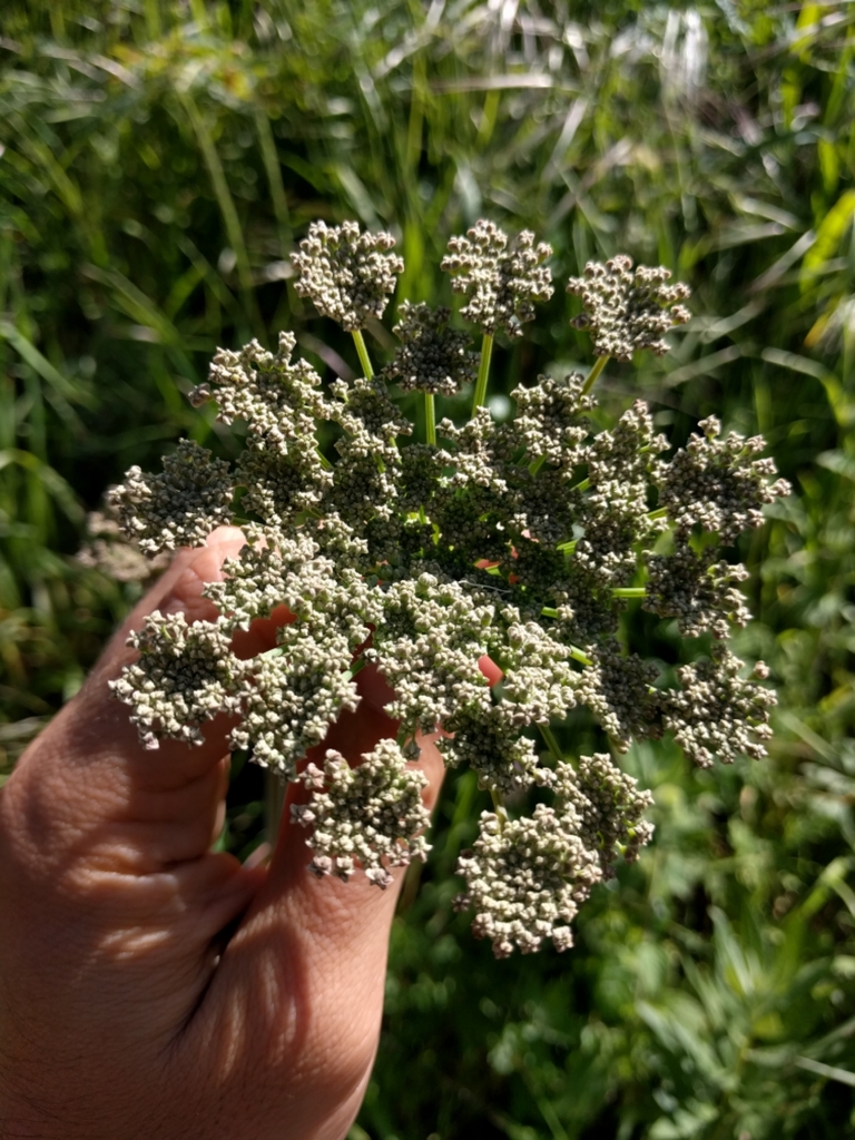 Angelica californica (California angelica), native California herb