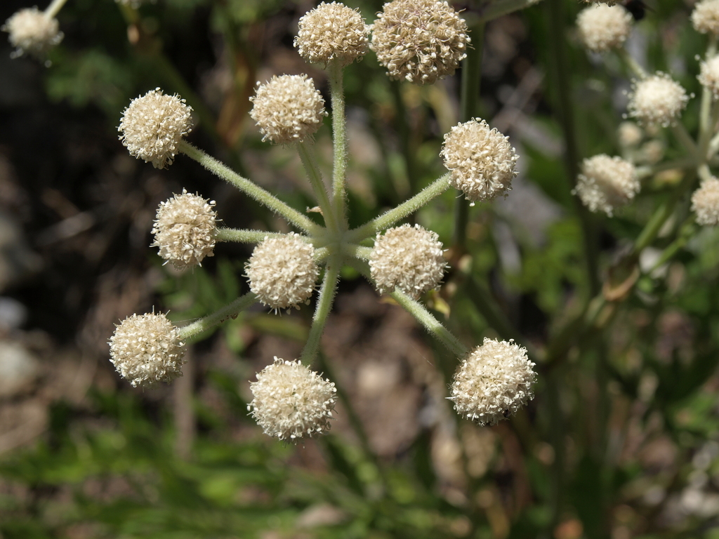 Angelica capitellata (Ranger's buttons), native California herb