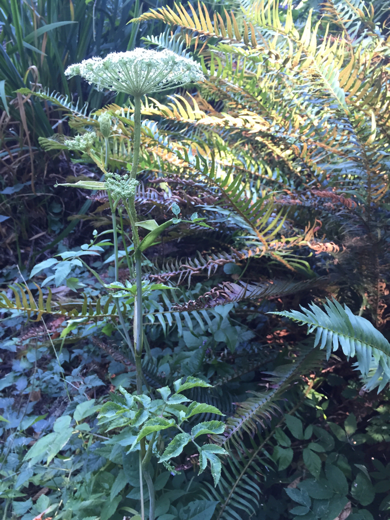 Angelica genuflexa (Kneeling angelica), native California herb