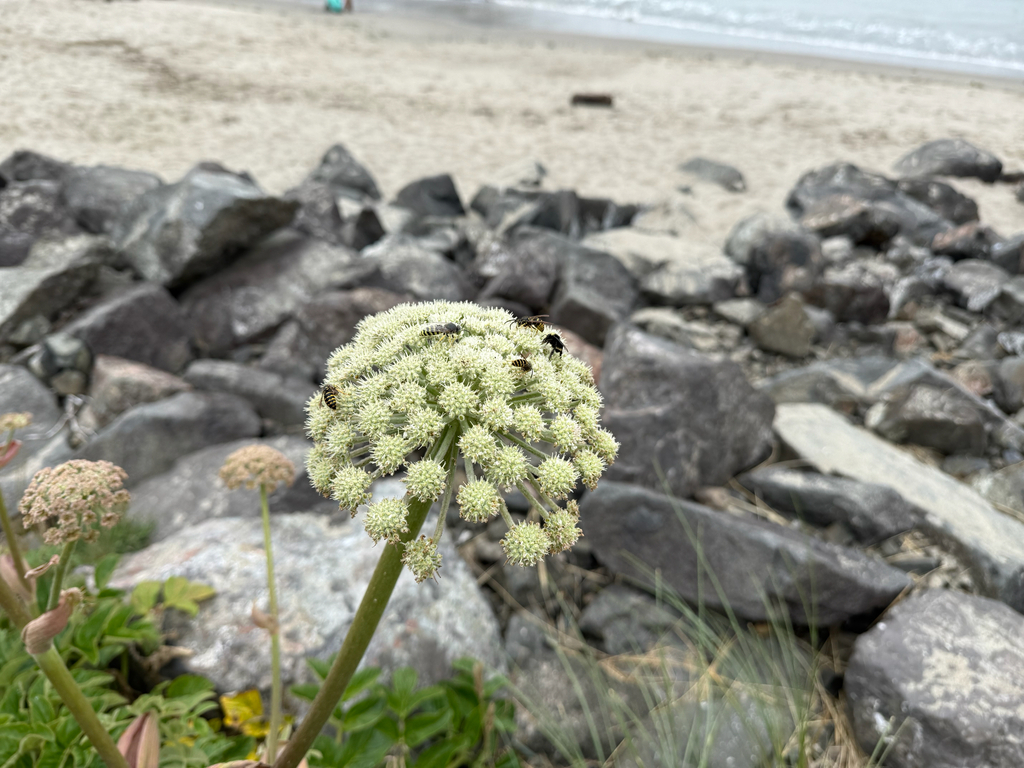 Angelica hendersonii (Coast angelica), native California herb