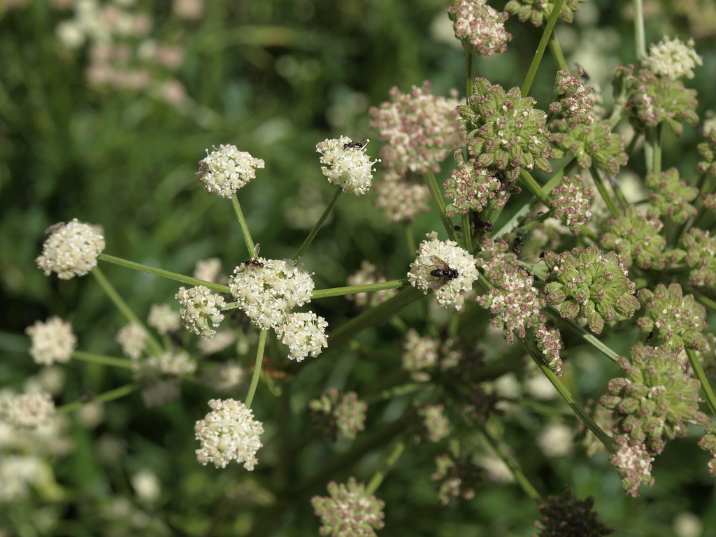 Angelica kingii (King's angelica), native California herb
