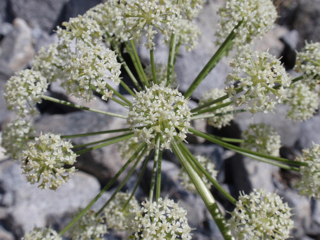 Angelica lineariloba (Poison angelica), native California herb