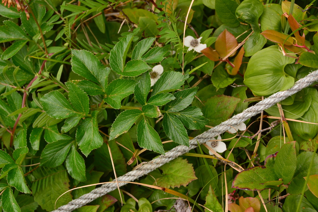Angelica lucida (Sea-watch), native California herb