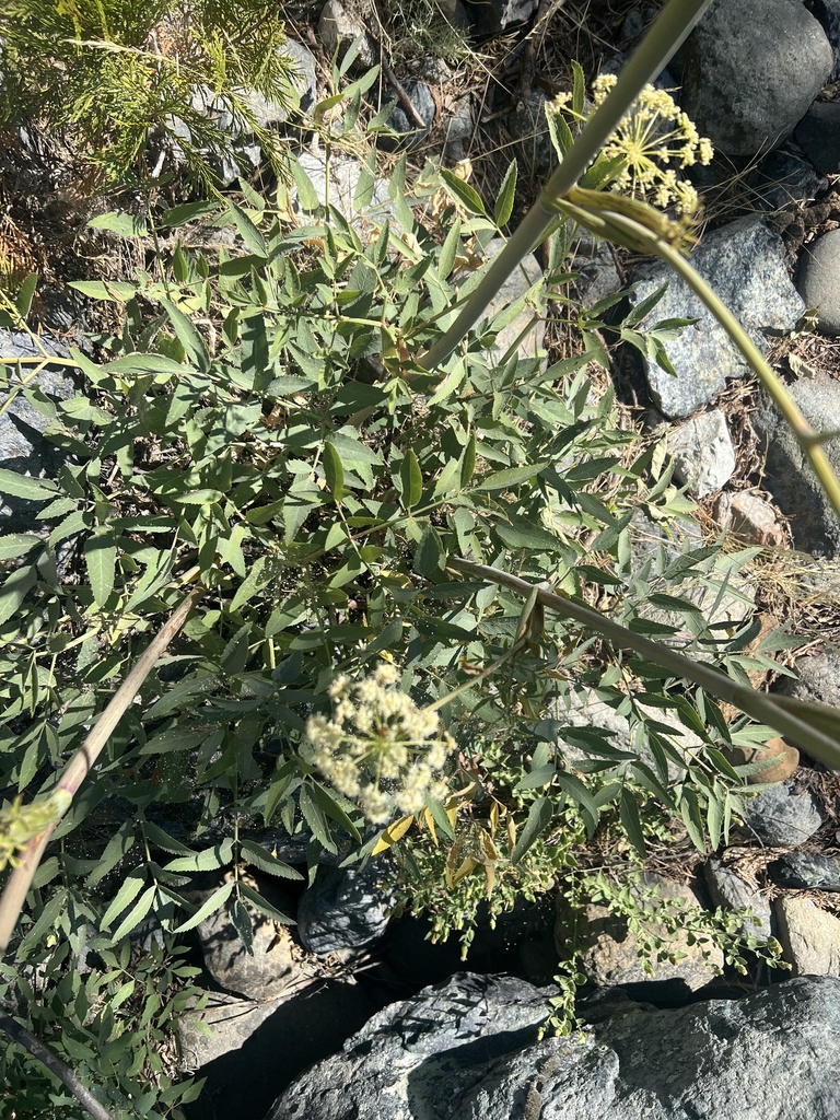 Angelica tomentosa (Woolly angelica), native California herb