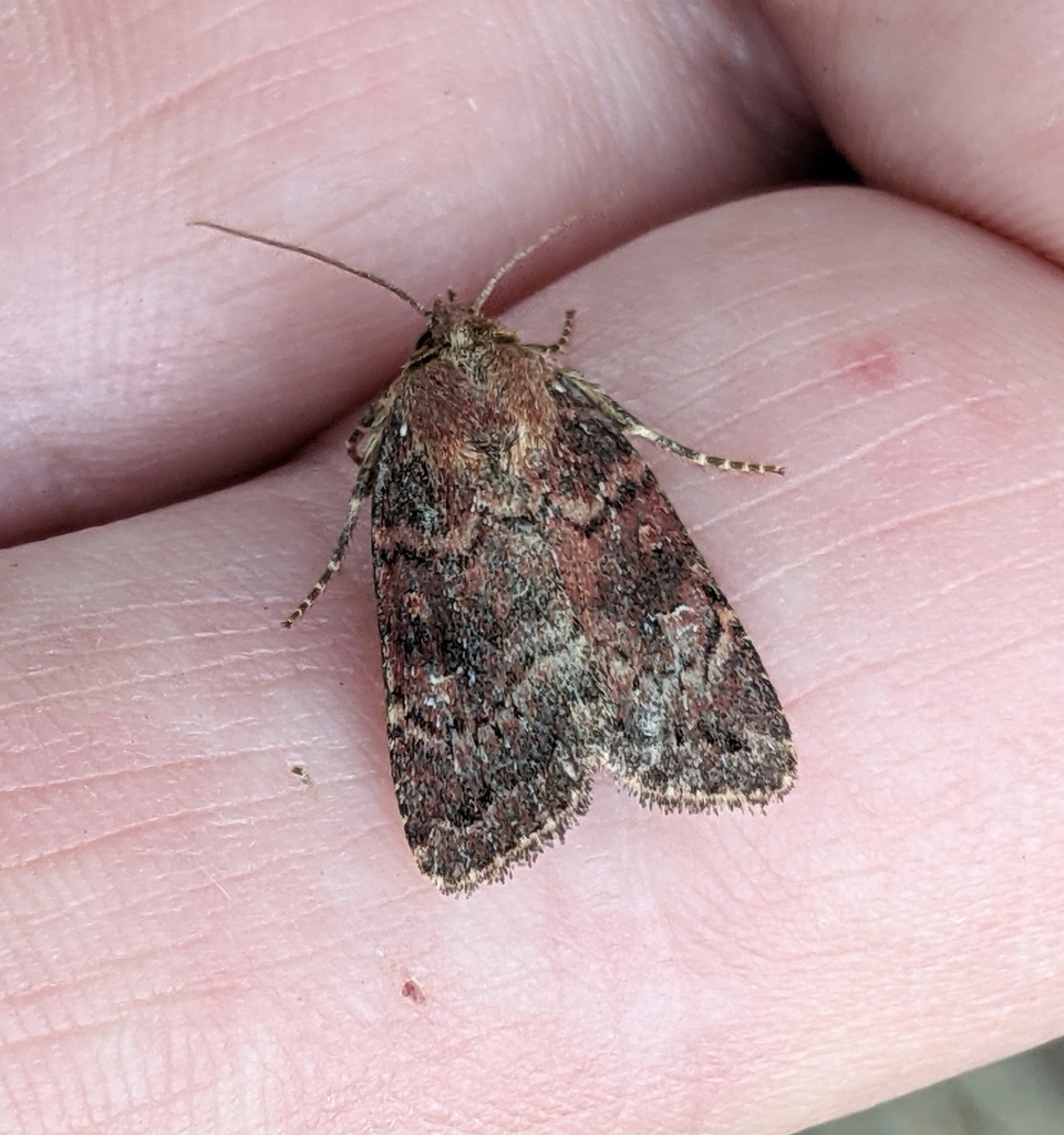 Anhimella perbrunnea (Brown-lined Anhimella), California species