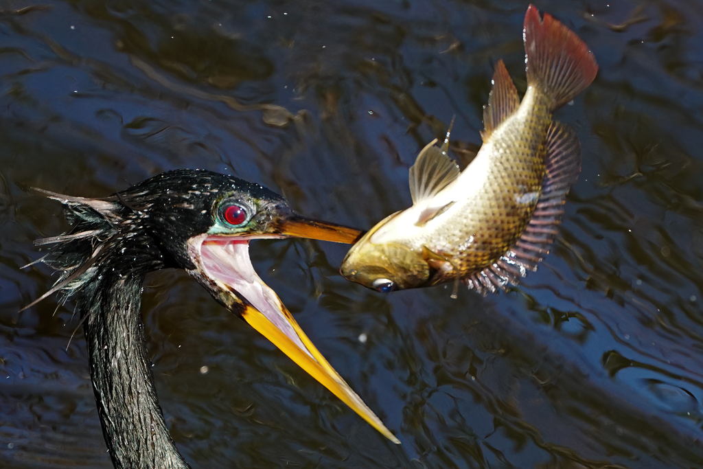 Anhinga anhinga (Anhinga), California species