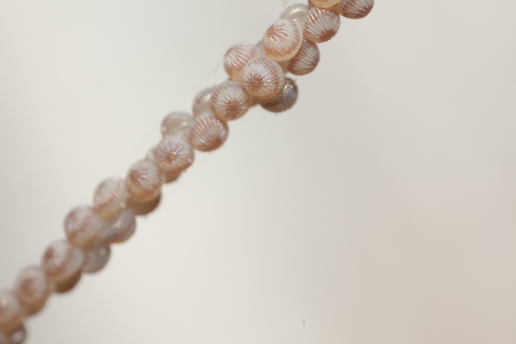 Anicla infecta (Green Cutworm Moth), California species