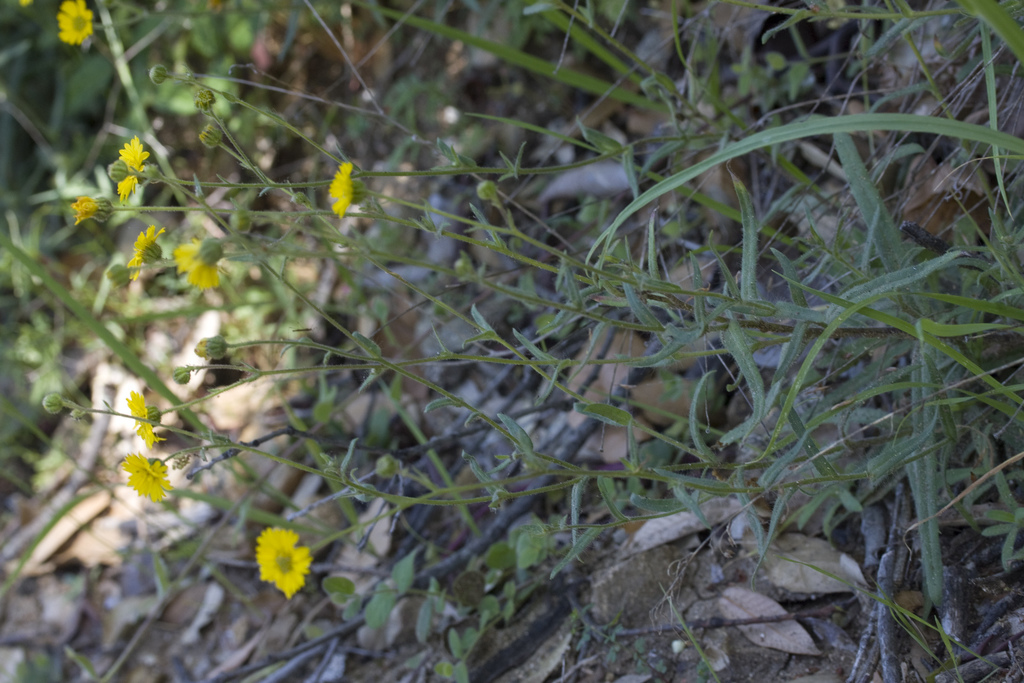 Anisocarpus madioides (Woodland tarweed), native California herb