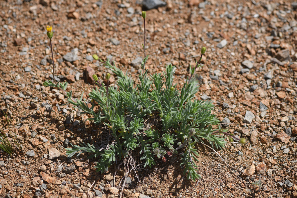 Anisocarpus scabridus (Scabrid alpine tarplant), native California herb