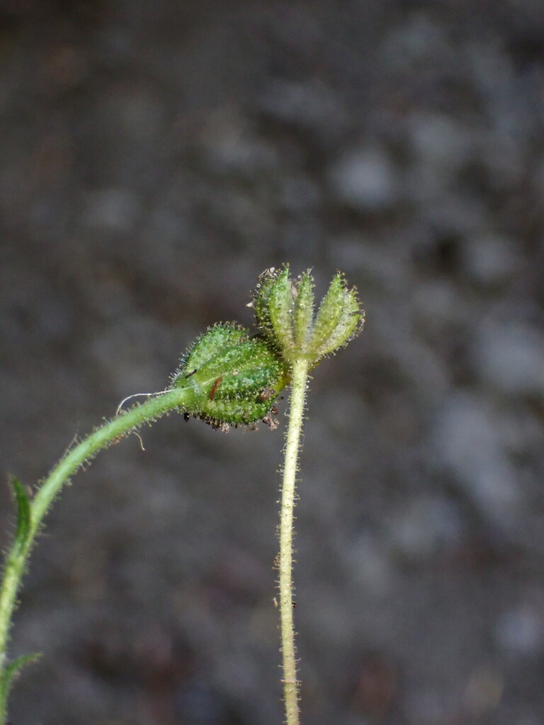 Anisocarpus sp., non-native California perennial