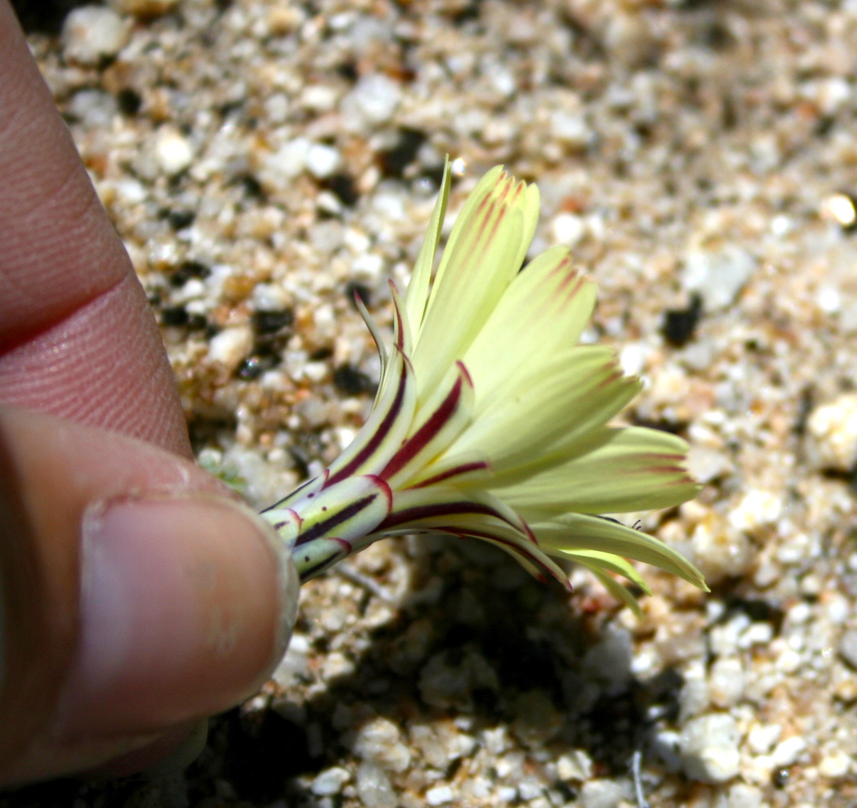 Anisocoma acaulis (Scale bud), native California herb